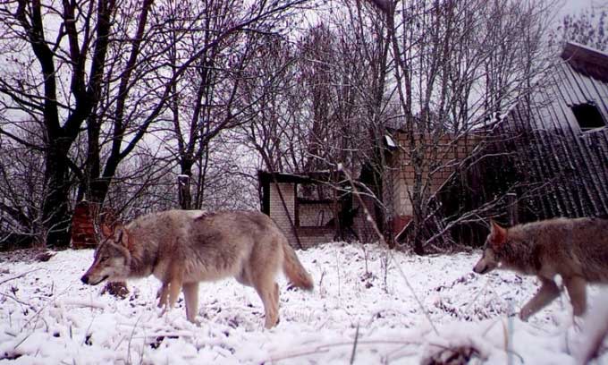 Wolves roaming in the Chernobyl exclusion zone.