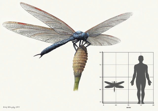 Meganeura - an ancient dragonfly with a wingspan of up to 2.5 feet (76 cm).
