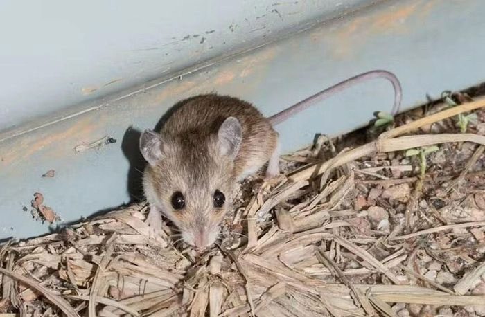 The smallest native mouse of Australia measures between 5-7cm and weighs about 6 grams
