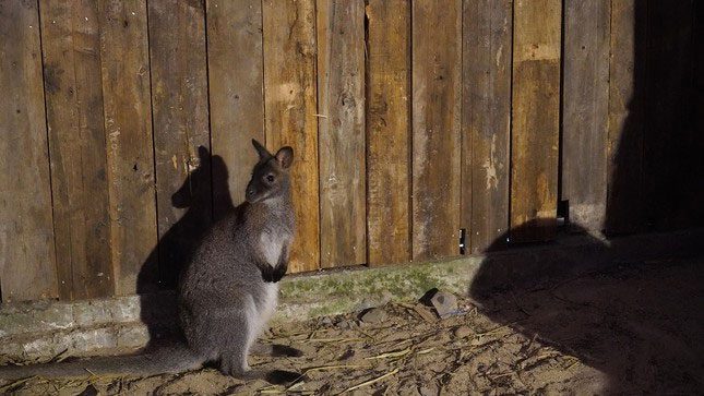 A wallaby being cared for at Hoang Lien National Park.