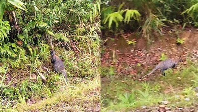 Wallabies discovered in Cao Bang province.