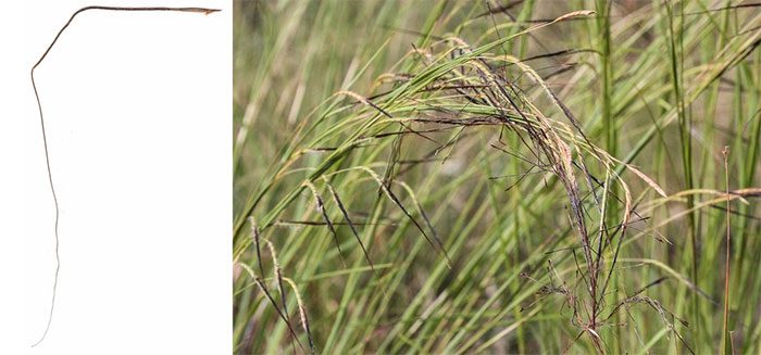 Pili grass seeds (left) and developed grass clumps