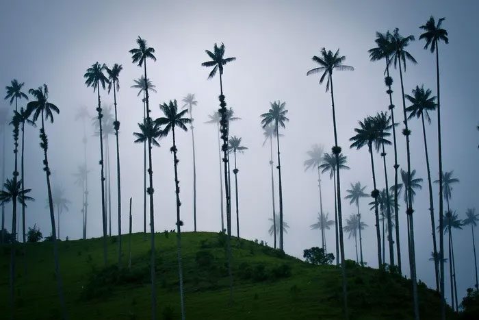 This is a high-altitude climate-loving plant.