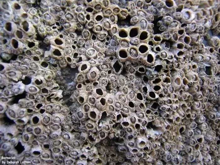 Clam