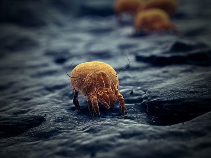The amount of dust mites in dust can range from 10 to thousands of micrograms per gram of dust.