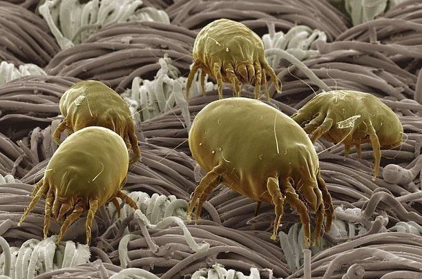 Dust mites cause allergies in asthmatic patients.