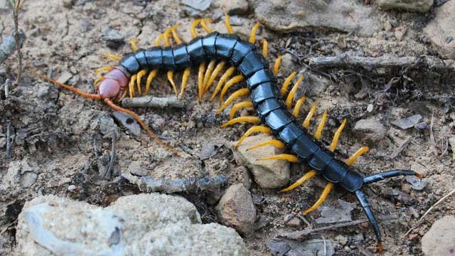 Centipedes have a unique digestive system
