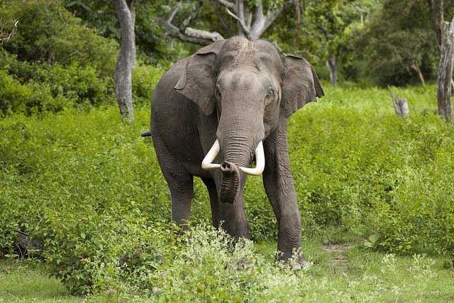 The bone structure of an elephant is fundamental to its ability to heal wounds.