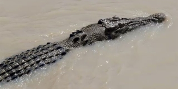 crocodile 4m jumps onto boat attacks fishermen 131969