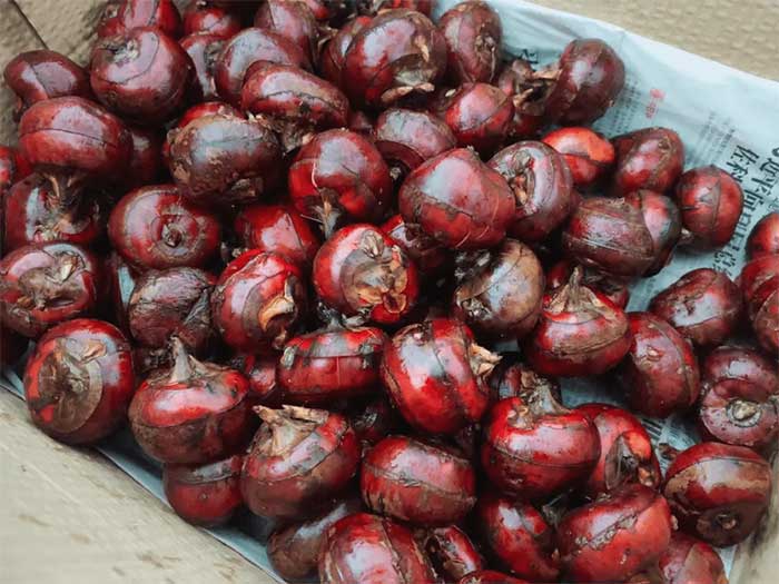 Water Chestnut