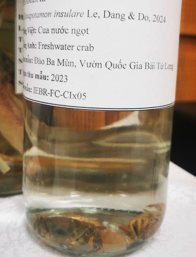 New freshwater crab species found on several islands in Quang Ninh.
