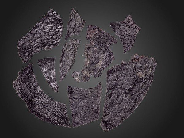 Fragment of skin with a pebbly texture similar to that of crocodile skin.