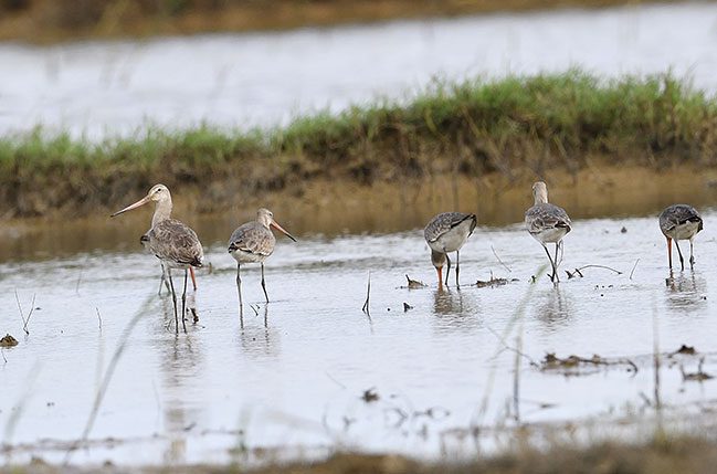 A flock of Black-tailed Godwits in the Tra O lagoon.
