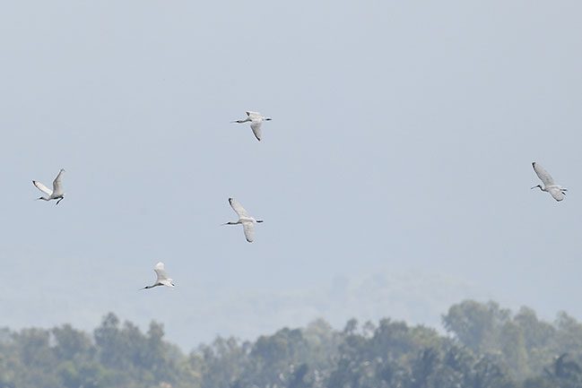 5 Black-faced Spoonbills.