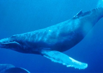 decoding the secret behind the song of the ocean whale 132827