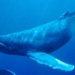 decoding the secret behind the song of the ocean whale 132827