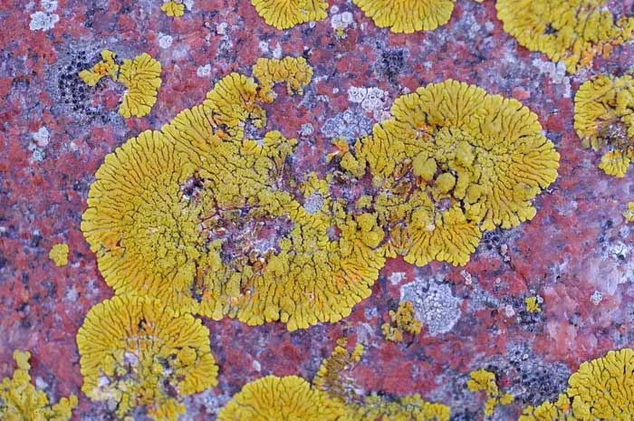 Orange Lichen
