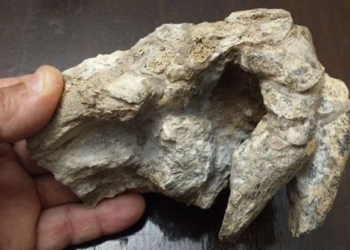 discovery 200kg terrifying ceramic dinosaur in argentina 132246