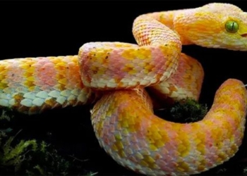 discovery of 5 new snake species in the 132829 canine scar