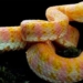 discovery of 5 new snake species in the 132829 canine scar
