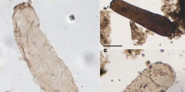 discovery of a 1 75 billion year old living organism in australia 131978