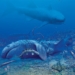 discovery of an ancient catfish species 325 million years old reveals earths history 132680