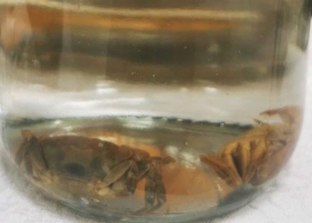 discovery of new freshwater species in quang ninh 131532