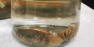 discovery of new freshwater species in quang ninh 131532
