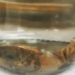 discovery of new freshwater species in quang ninh 131532