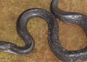 discovery of new snake species in dak nong vietnam 133334