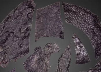 discovery of rare precious stone fossils before the dinosaur era 132125