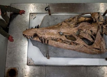 discovery of the massive non fossil coral reef of the most horrifying monster in the jura chronicles 131528