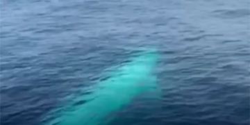 discovery of the worlds most mysterious omura whale species in thailand 132027
