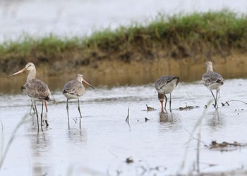 discovery of three rare bird species in tra dam 131519