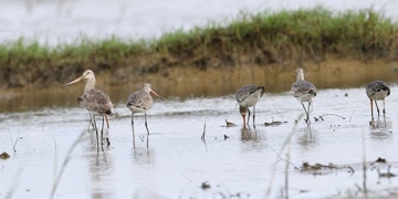 discovery of three rare bird species in tra dam 131519