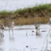 discovery of three rare bird species in tra dam 131519