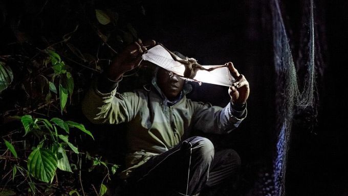 A researcher searching for signs of malaria, Zika, and other pathogens in bats in Uganda