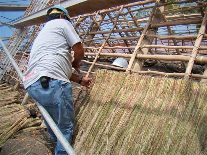Pili grass used by Native Hawaiians for thatching roofs.