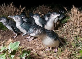 eating quail on australian island 132472