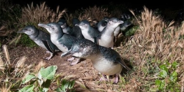 eating quail on australian island 132472