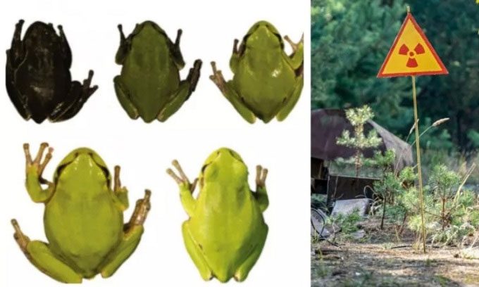 The skin color change of frogs exposed to radiation.