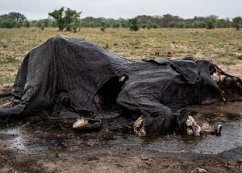 elephant dies from severe food shortage in zimbabwe 131895