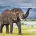 elephant know how to use human legs can also do the same 131683
