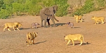 elephant teaches baby lion to save its cub 131538