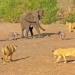 elephant teaches baby lion to save its cub 131538