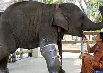 elephants can survive even if their legs are broken but why horses with broken legs have to die 132242