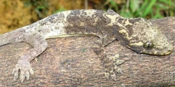 endangered species only found in vietnam 131792