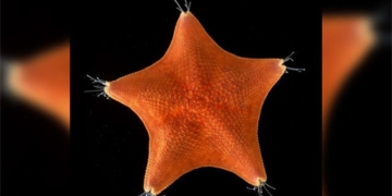 explore the unique structure of starfish 131759