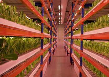 farm harvest 900 tons of fresh vegetables every year 121891