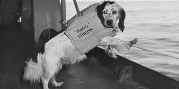 fascinating things about dogs on us navy ships 131861